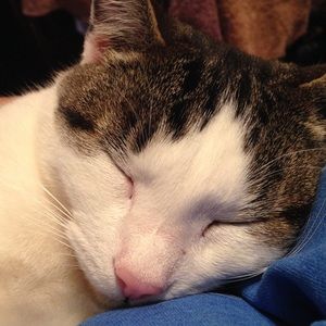 Meet your Posher, Diana